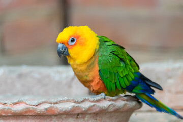 yellow and green macaw