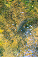 Barbo fish swimming and looking for food brought by the current of the clear water river, overhead view.