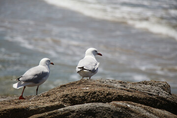 seagull on the beach