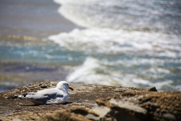 seagulls on the beach