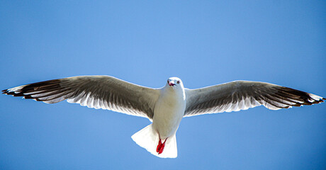 seagull in flight