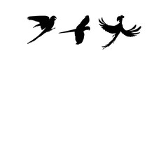 Vector silhouette flying birds on a white background. Tattoo.A Flock of Flying Birds.