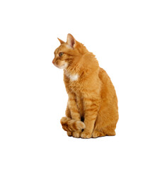 Ginger cat sitting and looking to the left, isolated on transparent background. Pets at home. Copy space.