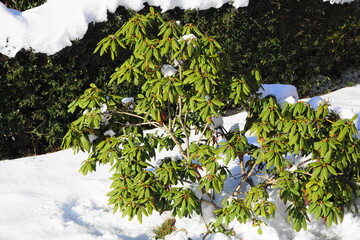 rhododendron in the snow 24.01.2024