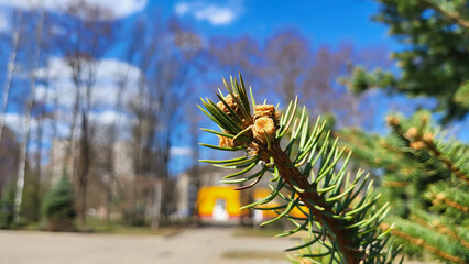 A fir branch with young shoots against a blue sky background.
