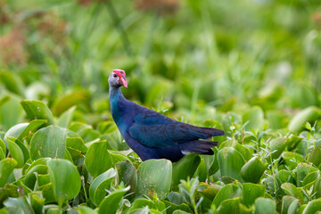 Sazhorozu is a bird species from the bird family. It is also known as sultan bird in English. Breeding habitats are southernmost Europe, Africa, warm sedge beds across tropical Asia, and Australia.