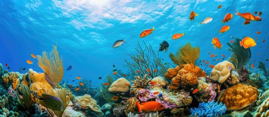 Naklejka na ściany i meble Vibrant marine life in the Caribbean sea.