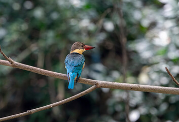 (Pelargopsis capensis)The stork-billed kingfisher is a tree kingfisher widely distributed in the tropical Indian subcontinent and Southeast Asia, from India to Indonesia.