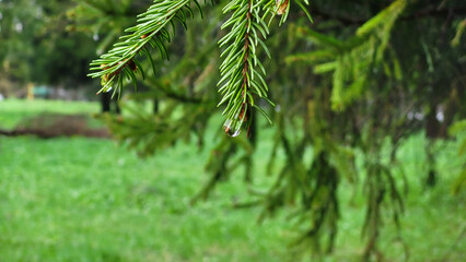 Raindrops on spruce needles. A cloudy summer day, after the rain, small balls of water remained on the green needles of the spruce. The drops hang on thin, long, straight needles.