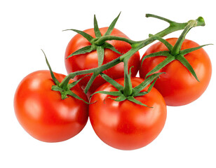 Branch of delicious fresh tomatoes - isolated