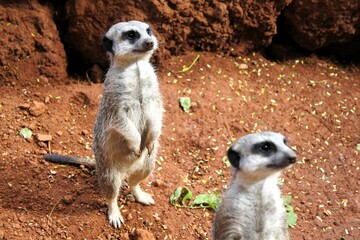 Meerkat