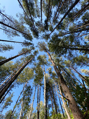 Crowns of pine trees photographed from below, soaring skyward, against the background of a blue sunny summer sky.
