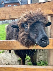 Czarna owca jedząca trawę 