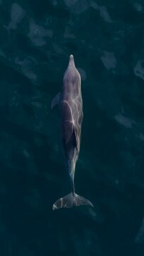 Drone vertical slow motion footage of a bottlenose dolphin swimming in the open sea on a sunny day