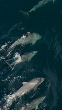 Drone vertical slow-motion footage of a small pod of bottlenose dolphins swimming in the open sea