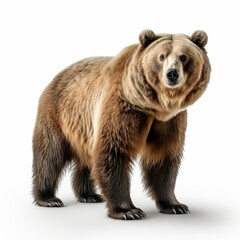 Brown bear standing isolated on a white background.