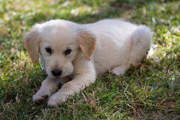 A white puppy, belonging to the golden retriever breed, peacefully rests on top of a vibrant green field.
