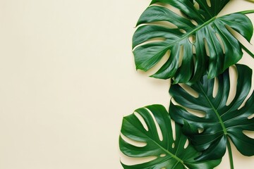 Monstera leaves summer minimal background with a space for a text, flat lay, view from above