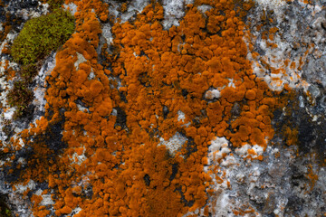 Natural, abstract stone background with moss and mold in orange color.