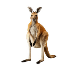 Kangaroo clip art