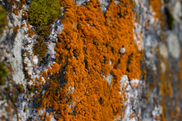 Natural, abstract stone background with moss and mold in orange color.