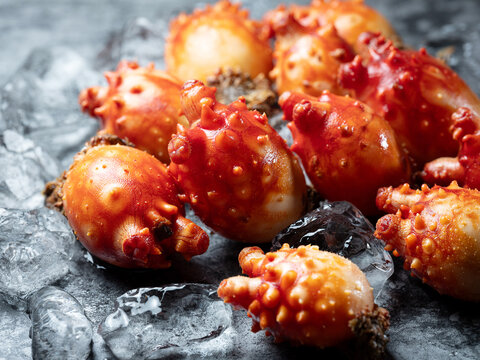 sea squirt ,seafood on a plate 