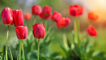 Obraz premium Tulips on sunny beautiful nature spring background. Summer scene with tulip flowers of red color. Horizontal spring banner with flowers. Copy space for text. high quality photo