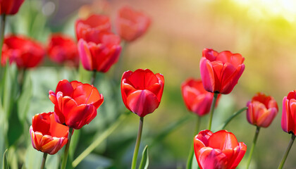 Tulips on sunny beautiful nature spring background. Summer scene with tulip flowers of red color. Horizontal spring banner with flowers. Copy space for text. high quality photo