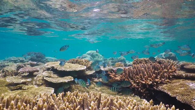 Shallow coral reef underwater with scissortail sergeant fish in the Pacific ocean, natural scene, New Caledonia, Oceania, 59.94fps