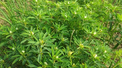 Green fenugreek plant (Methi) leaves, fenugreek field