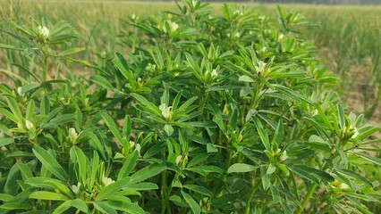 Closeup and top view of fenugreek plants in the garden of rural India farm field. Close of plants of methi leaf are blooming in the agricultural fields of rural India. Trigonella foenum graecum leaves