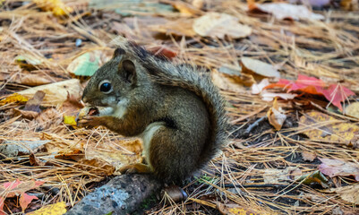 Close-up of an american red squirrel that is foraging for food in the forest on a cold autumn day in october.
