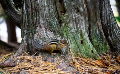 Close-up of a chipmunk that is resting on a tree stump in the forest on a cold autumn day in October.
