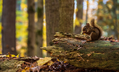 Close-up of an american red squirrel that is foraging for food in the forest on a cold autumn day in october.