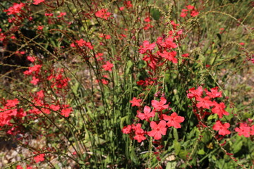 Rose-colored leadwort. Hot-flavored herb with bright red flowers (Plumbago indica L.) or Rosy leadwort, Fire plant, Official leadwort, Indian leadwort in outdoor herb garden with selective focus.