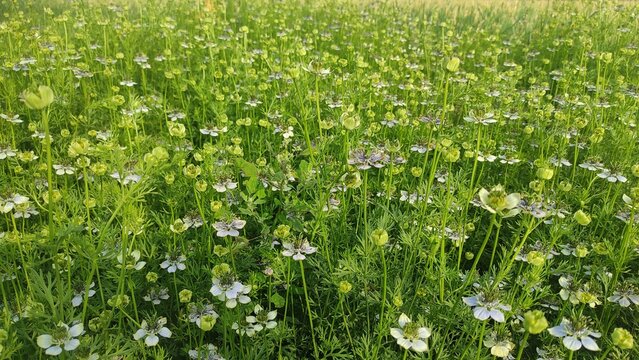 Black Cumin Plant Seeds tree in fields