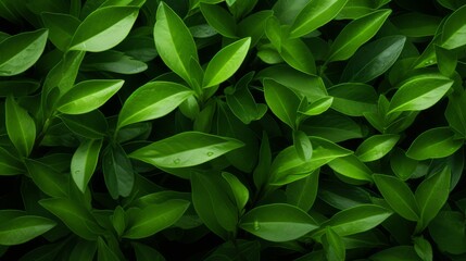 Green leaves background. Nature wallpaper. Green leaves texture. Natural background. Generative AI