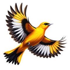 Golden Oriole flight  isolated on transparent background
