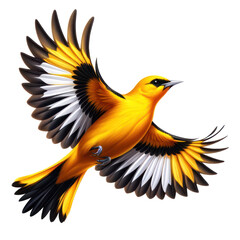 Obraz premium Golden Oriole flight isolated on transparent background