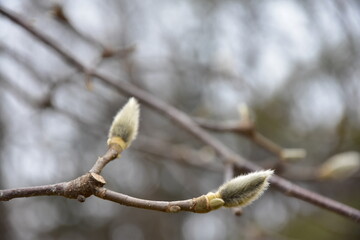 봄에 피는 목련 꽃의 새 순이 겨울에 돋아나는 