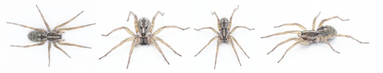 Hogna antelucana is a fairly common species of wolf spider in the family Lycosidae isolated on...