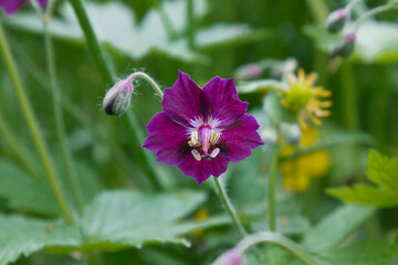 A small purple wildflower. Geranium phaeum growing in a forest clearing