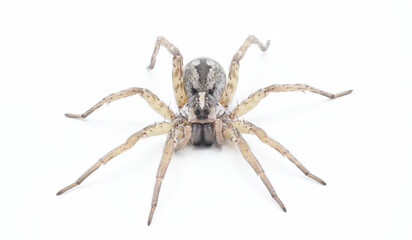 Hogna antelucana is a fairly common species of wolf spider in the family Lycosidae isolated on white background. Florida example front face view low angle