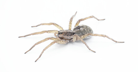 Hogna antelucana is a fairly common species of wolf spider in the family Lycosidae isolated on white background. Florida example side profile view