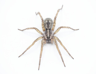 Hogna antelucana is a fairly common species of wolf spider in the family Lycosidae isolated on white background. Florida example top front face view