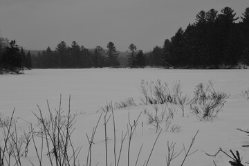 Marais Kingsbury 20 Janvier 2024 - N&B