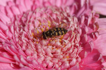 Pink flower of a Gerbera, family Asteraceae. Hoverfly, Migrant Aphideater (Eupeodes corrollae),...