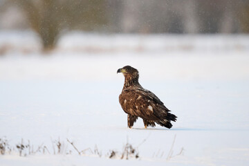White-tailed eagle (haliaeetus albicilla)