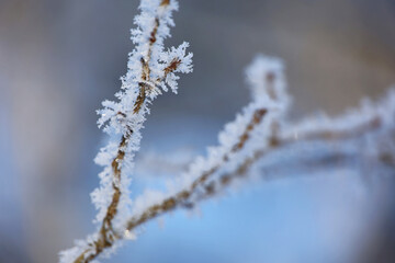 Frost crystals on a branch. Winter forest, frozen weather