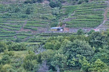 São Vicente, Madeira, Portugal  – August 7 2023: The lush green vineyard terraces of Quinta do...